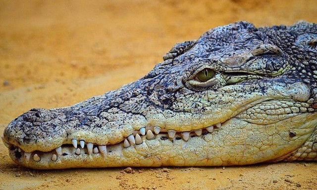 Φρίκη: Βρήκαν πτώμα παιδιού στην κοιλιά κροκόδειλου