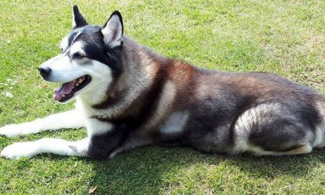 Σκύλος κόλλησε κορονοϊό - Μάσησε τα χαρτομάντηλα της ιδιοκτήτριάς του