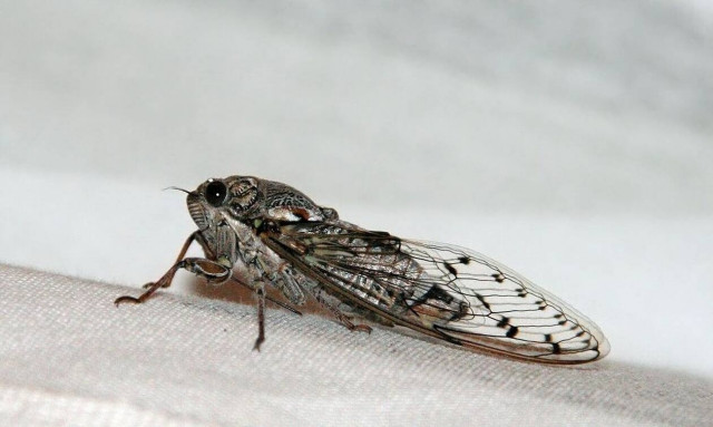 Συναγερμός: Μύκητας μετατρέπει τζιτζίκια σε… ζόμπι (pics)