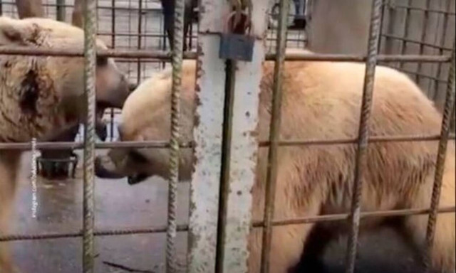 Τραγωδία σε ζωολογικό κήπο - Νεκρός 11χρονος