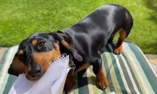 Κλάμα! Δείτε τι κάνει το πιο πεισματάρικο σκυλάκι του κόσμου!