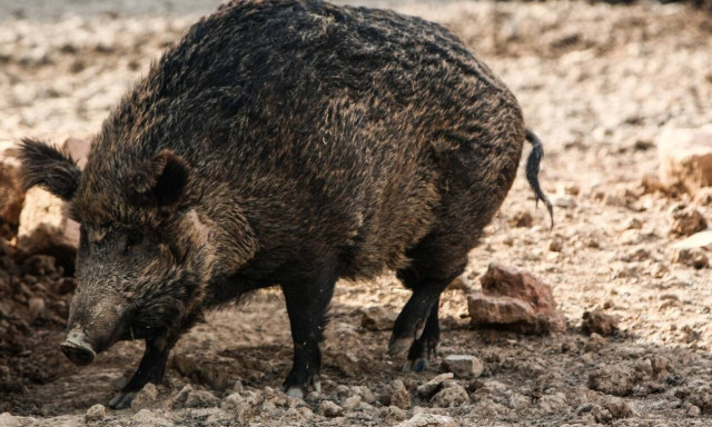 Απίστευτες εικόνες σε λίμνη - Δείτε τι κυνηγά γυμνός άνδρας (pics)