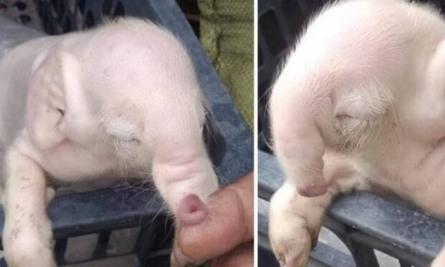 Το γουρούνι που γεννήθηκε με προβοσκίδα… ελέφαντα