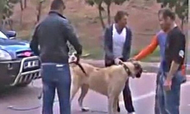 Τσοπανόσκυλο - τέρας σέρνει αυτοκίνητο… για πλάκα!