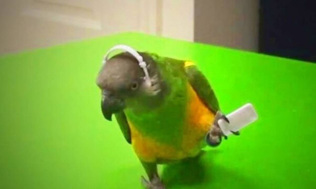 Ο παπαγάλος που είναι πιο έξυπνος από πολλούς… ανθρώπους! (vid)