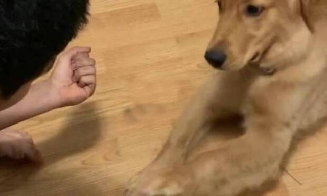 Αυτό δεν είναι σκύλος, είναι πραγματικός… άνθρωπος! Δείτε τι κάνει