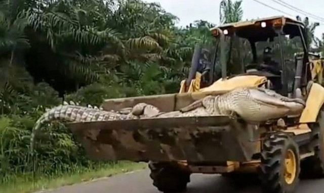 Σοκαριστικές εικόνες: Έπιασαν το «Δαίμονα» - Ζυγίζει 500 κιλά