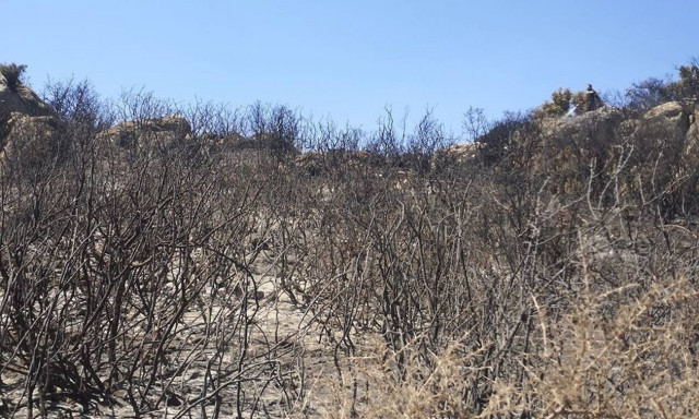 Υπό έλεγχο η φωτιά στη Φυλή