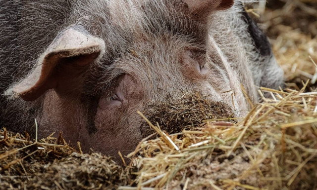 Συναγερμός από το ΑΠΘ: Εκτός από τον κορονοϊό, κινδυνεύουμε και από τoν ιό των χοίρων