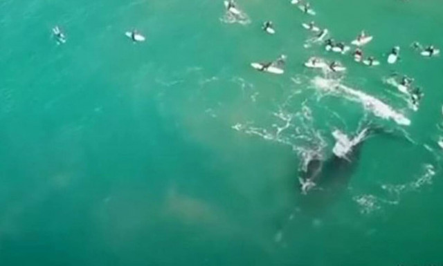 Η στιγμή που γιγάντια φάλαινα επιτίθεται σε κολυμβητές! 