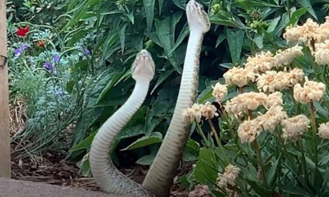 Βγήκε στην αυλή της και είδε δύο φίδια να… παλεύουν!