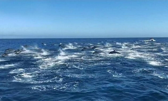 Μαγικό θέαμα με 300 δελφίνια να «παίζουν» στο νερό