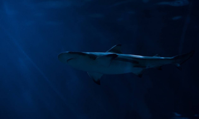 Απίστευτο: Δείτε τι έκανε για να σώσει τη γυναικά του από τα δόντια του καρχαρία