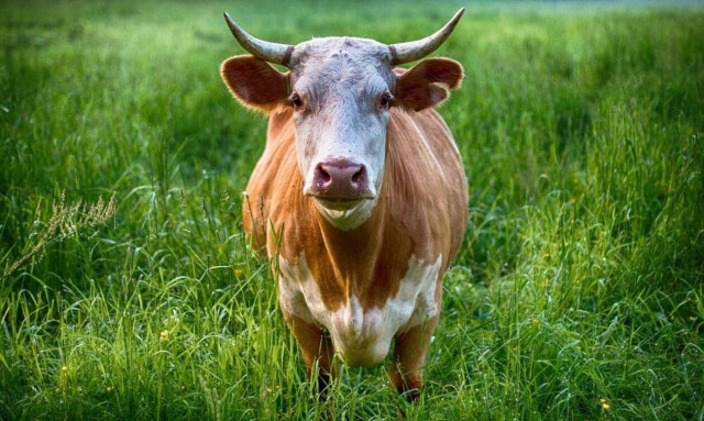 Πυροσβέστες πήγαν να σβήσουν φωτιά και τους πήρε στο κυνήγι ταύρος! (video)