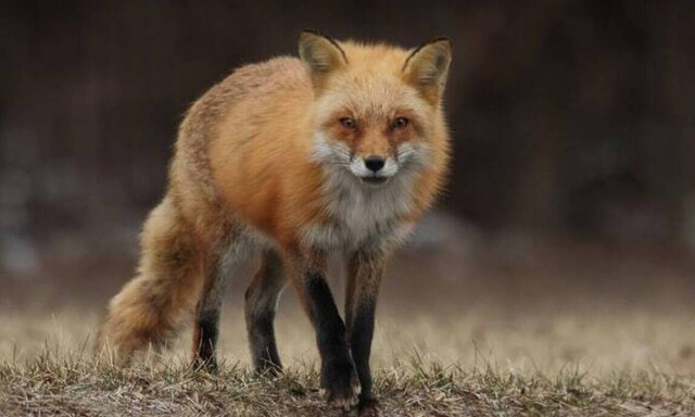 Τρίκαλα: Αλεπού επιτέθηκε και δάγκωσε μικρό κοριτσάκι μπροστά στην οικογένειά της