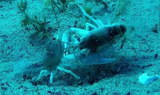 Βίντεο: Αιμοβόρες καραβίδες «τσακίζονται» μεταξύ τους!