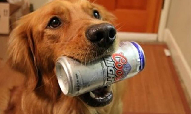 Βίντεο: Αυτός ο σκύλος είναι ΟΝΤΩΣ ο καλύτερος φίλος του ανθρώπου!