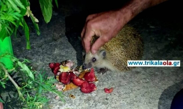 Τρίκαλα: Σκατζόχοιρος τρυπώνει σε σπίτια για να φάει... πίτες και μακαρόνια