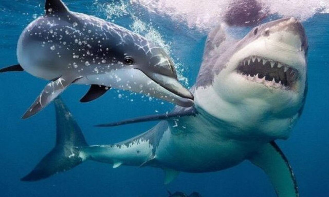 Βίντεο: Δελφίνια σώζουν ψαράδες από τα δόντια καρχαρία!