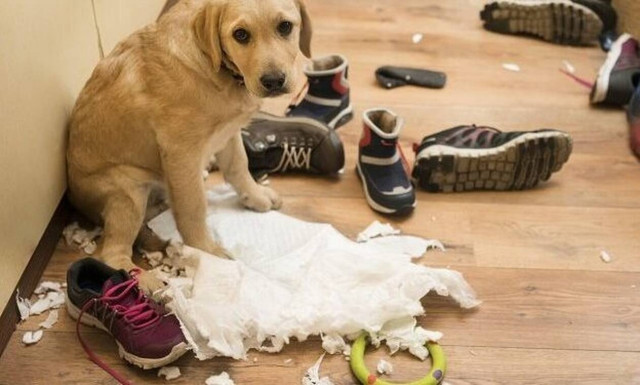 Κουτάβι παίρνει απίστευτη φάτσα όταν το πιάνουν στα πράσα!