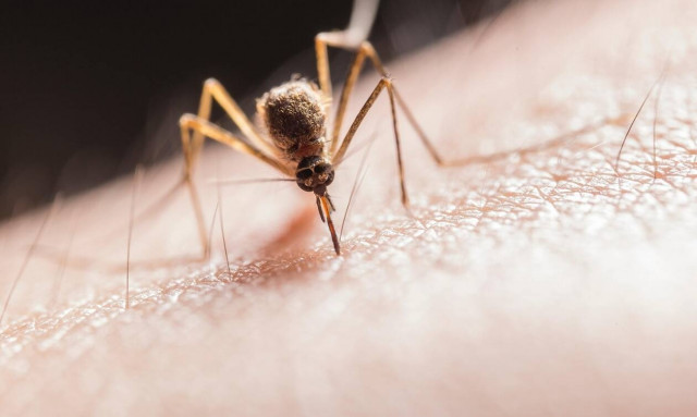 Πώς να αποφύγετε τα τσιμπήματα από τα κουνούπια