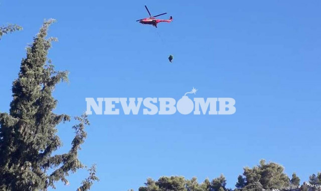 Φθιώτιδα: Εντοπίστηκε φυτεία με χιλιάδες δενδρύλλια χασίς στην Τραγάνα (pics&vid)