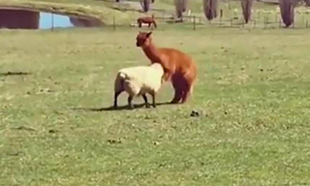 Κλάμα! Πρόβατο εναντίον λάμα (video)