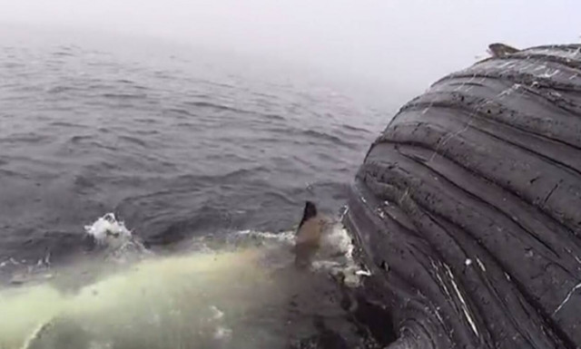 Σκληρές εικόνες: Λευκός καρχαρίας τρώει τα σωθικά φάλαινας! (vid)