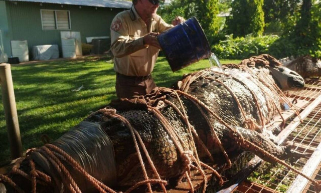 Συγκλονιστικές εικόνες: Έπιασαν κροκόδειλο μήκους 4,4 μ.- Ζυγίζει 350 κιλά! (vid)
