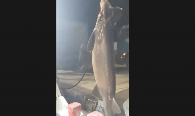 Σκόπελος: Ψάρεψαν γαλέο 6 μέτρα και 500 κιλά - Δείτε το βίντεο