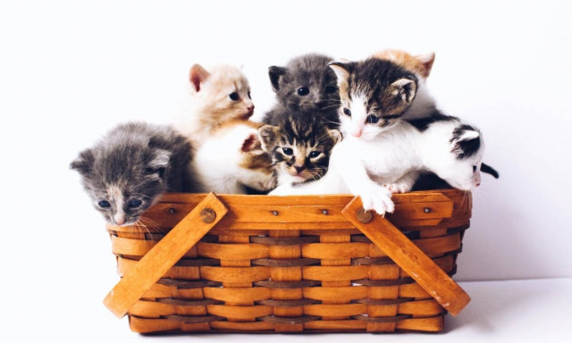 Και όμως μπορεί να έχει και το κατοικίδιο σου άγχος. Δες τι μπορείς να κάνεις