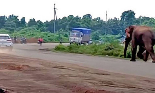 Δείτε τι έγινε όταν το αμάξι κόρναρε στον ελέφαντα! (vid)