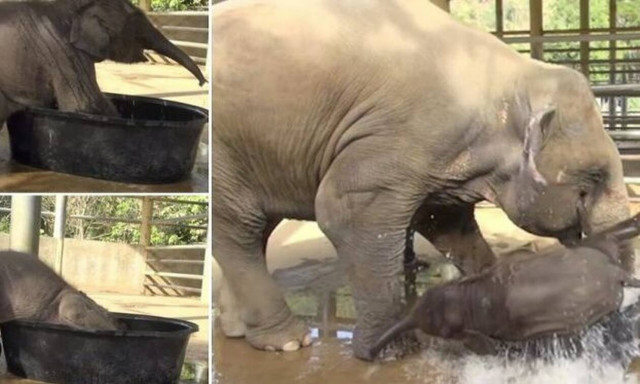 Το πιο… ατσούμπαλο ελεφαντάκι που είδαμε ποτέ! (vid)
