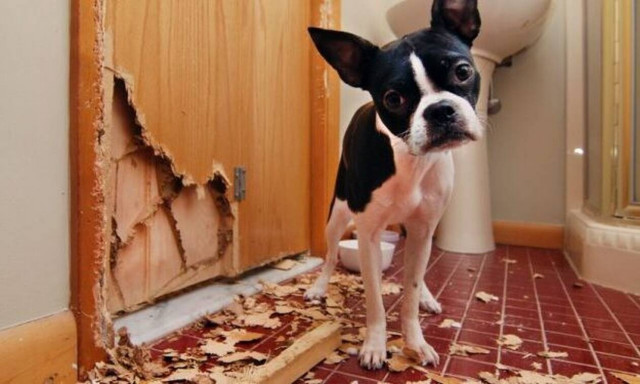 Θεότρελος σκύλος κάνει ΤΑ ΠΑΝΤΑ για να βγει έξω! (vid)