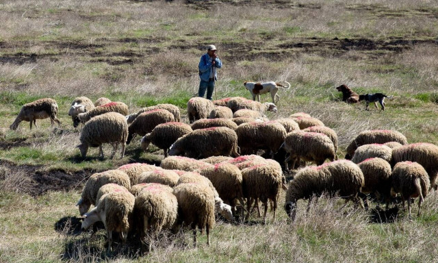 Τα 30,1 εκατ. ευρώ έφτασε το συνολικό ποσό για την ενίσχυση των αιγοπροβατοτρόφων