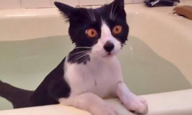 Αυτό το γατί θα σε κάνει να ξεχάσεις όσα ήξερες για τις γάτες!