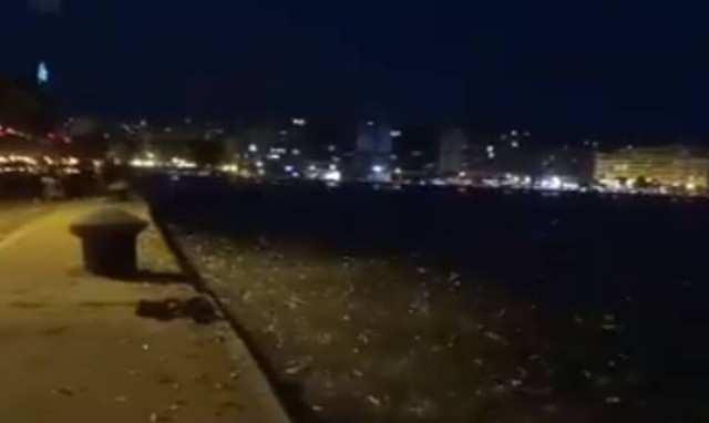 Θεσσαλονίκη: Τα ψάρια βγήκαν στην στεριά - Απίστευτες εικόνες (video)