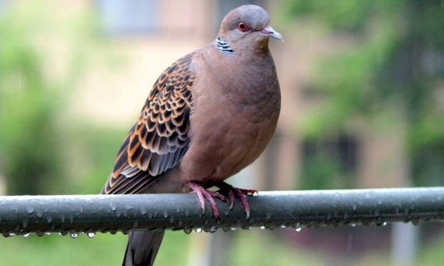 Ξέχασε το παράθυρο ανοιχτό και μπήκαν περιστέρια - Τώρα ψάχνει άλλο διαμέρισμα!