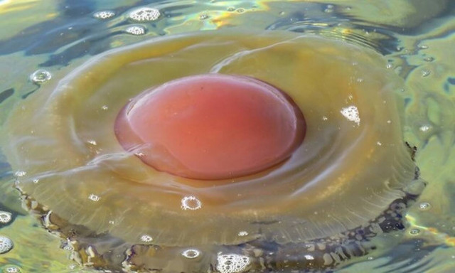 Βλέπεις ένα τηγανητό αβγό στη φωτογραφία; Κι όμως κάνεις λάθος!