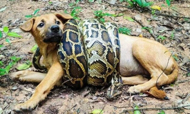 Ανακόντα πνίγει σκυλί στη μέση του δρόμου! (vid)