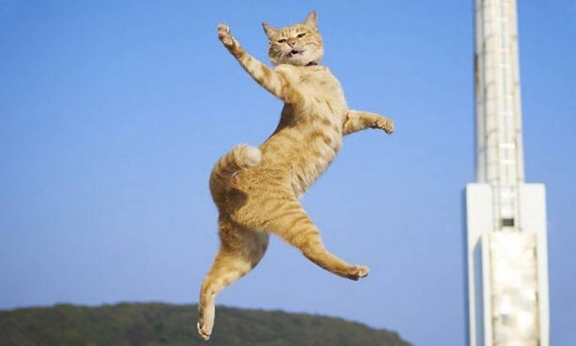 Γάτα – καρατέκα: Γελάμε ασταμάτητα μετά από αυτό το βίντεο!