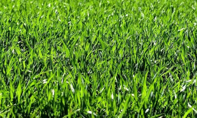 Βγήκε μια βόλτα στον κήπο - «Κόλλησε» σαρκοβόρο βακτηρίδιο (pics)