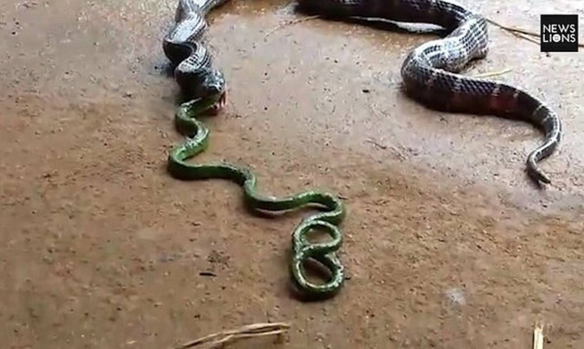 Βασιλική κόμπρα πιάνεται αιχμάλωτη και κάνει κάτι… αδιανόητο! (vid)