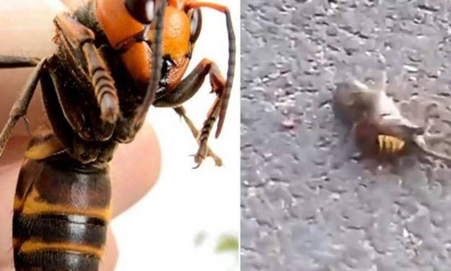 Σφήκα-δολοφόνος τσακίζει αρουραίο με το κεντρί της! (vid)