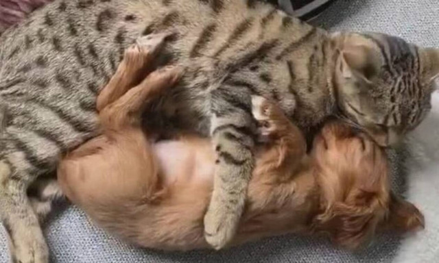 Λιώσαμε! Δείτε πόση αγάπη βγάζει η γάτα στο κουταβάκι! (vid)