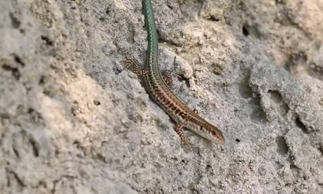 Το σπάνιο είδος σαύρας που ζει μόνο στην Κρήτη! (vid)