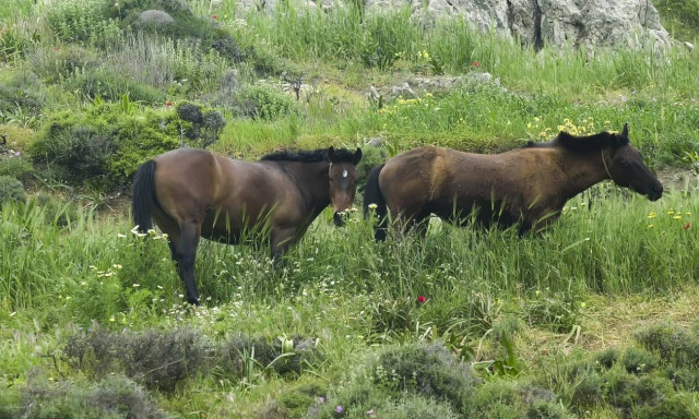 Φρίκη: Δολοφονούν και ακρωτηριάζουν άλογα - Μυστήριο με τις απανωτές επιθέσεις