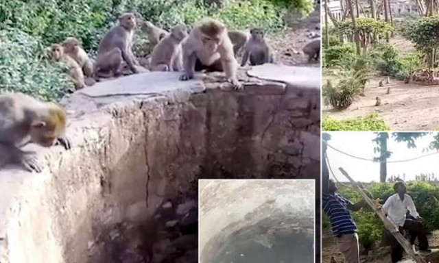 Αδιανόητο: Μαϊμούδες σώζουν λεοπάρδαλη που πνίγεται σε πηγάδι! (vid)