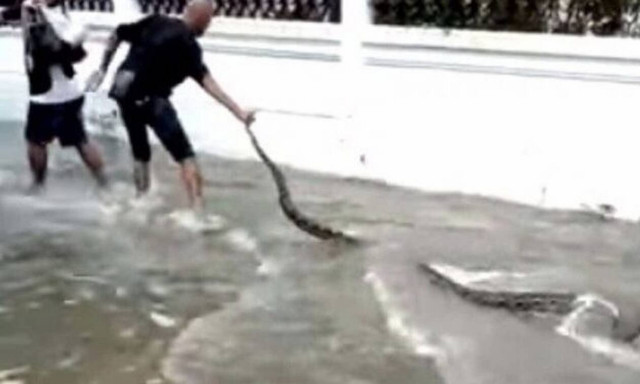 Τεράστια κόμπρα σπέρνει τον πανικό σε περαστικούς! (vid)