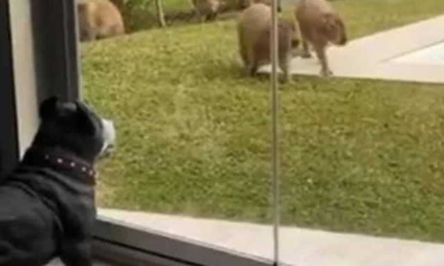 Σκύλος μένει κάγκελο με αυτό που βλέπει μπροστά του! (vid)